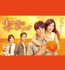 四分钟的金盏菊 四分钟的金盏菊