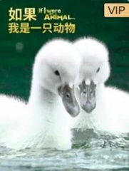 如果我是一只动物 如果我是一只动物