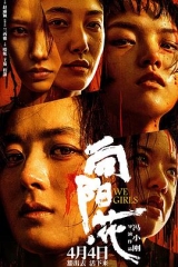向阳·花 向阳·花