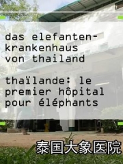 泰国大象医院 泰国大象医院